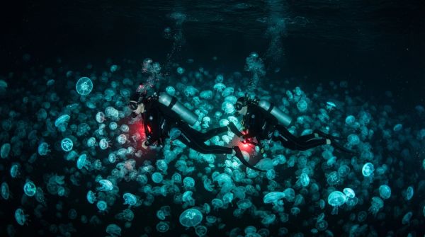 Quelles sont les astuces pour une expérience de plongée nocturne avec les méduses bioluminescentes en Palau ?